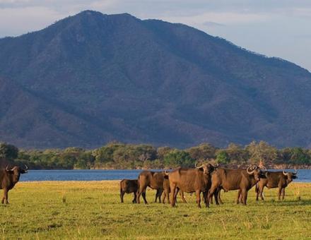 Lower Zambezi National Park